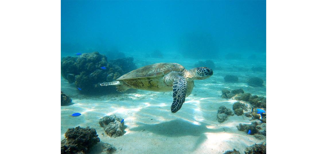 Ever Seen the Ocean Floor? Drones Enable Journalists to Create Exciting New Immersive Stories Ever Seen the Ocean Floor? Drones Enable Journalists to Create Exciting New Immersive Stories